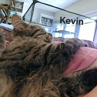 Kevin - Photo 4