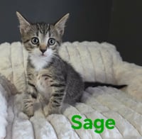 Sage - Photo 1