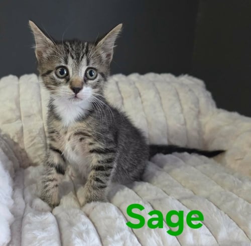 SAGE - Domestic Short Hair / Tabby available for adoption
