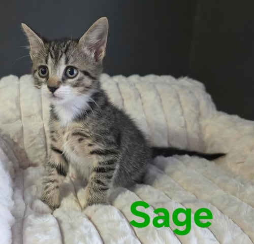 SAGE - Domestic Short Hair / Tabby available for adoption