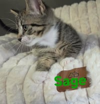Sage - Photo 3