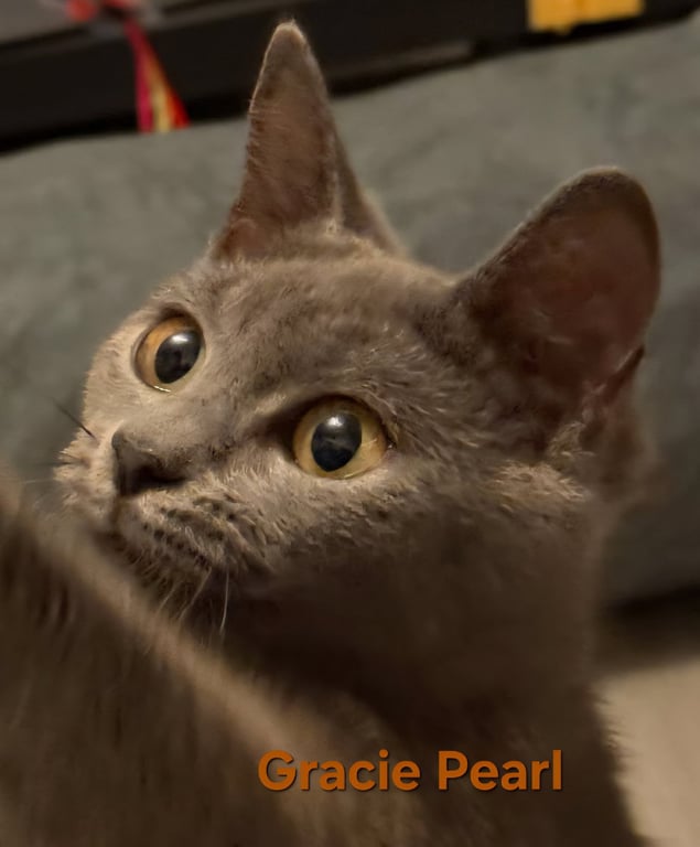 Gracie Pearl Image