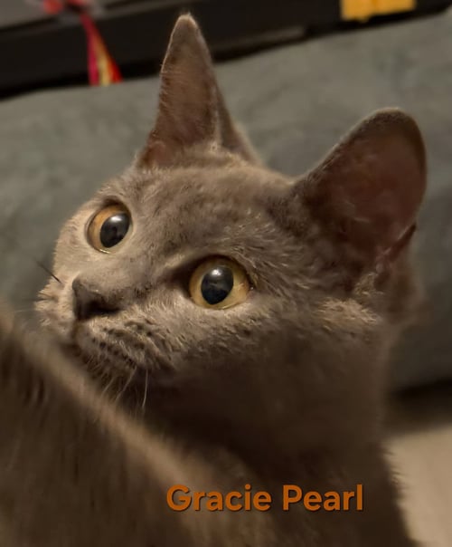 GRACIE PEARL - Domestic Short Hair available for adoption