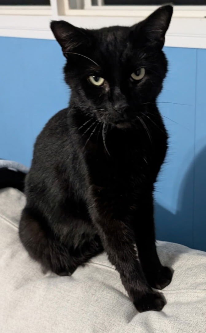 REMI - Domestic Short Hair available for adoption