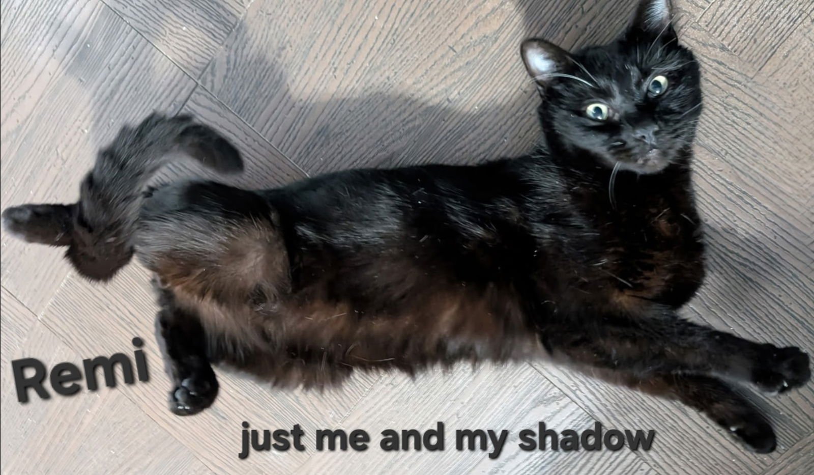 REMI - Domestic Short Hair available for adoption