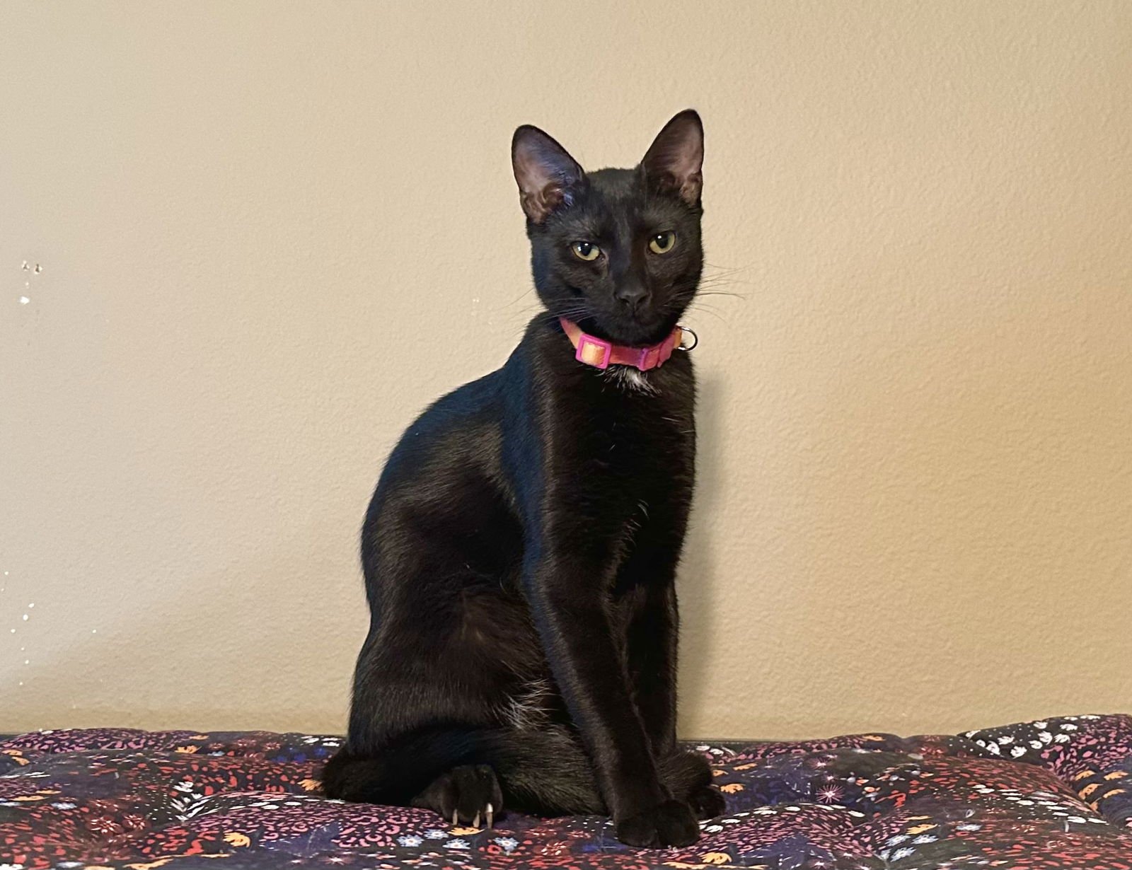 MIMI - Domestic Short Hair available for adoption