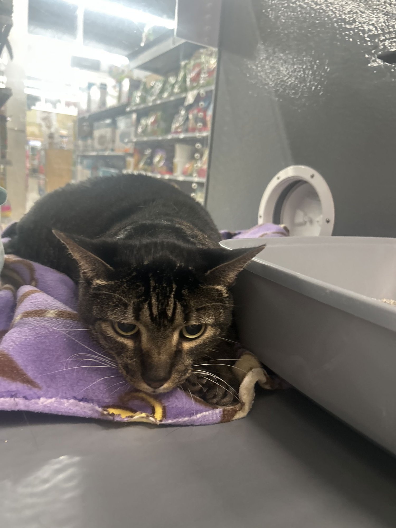 TOM AND JERRY - American Shorthair available for adoption