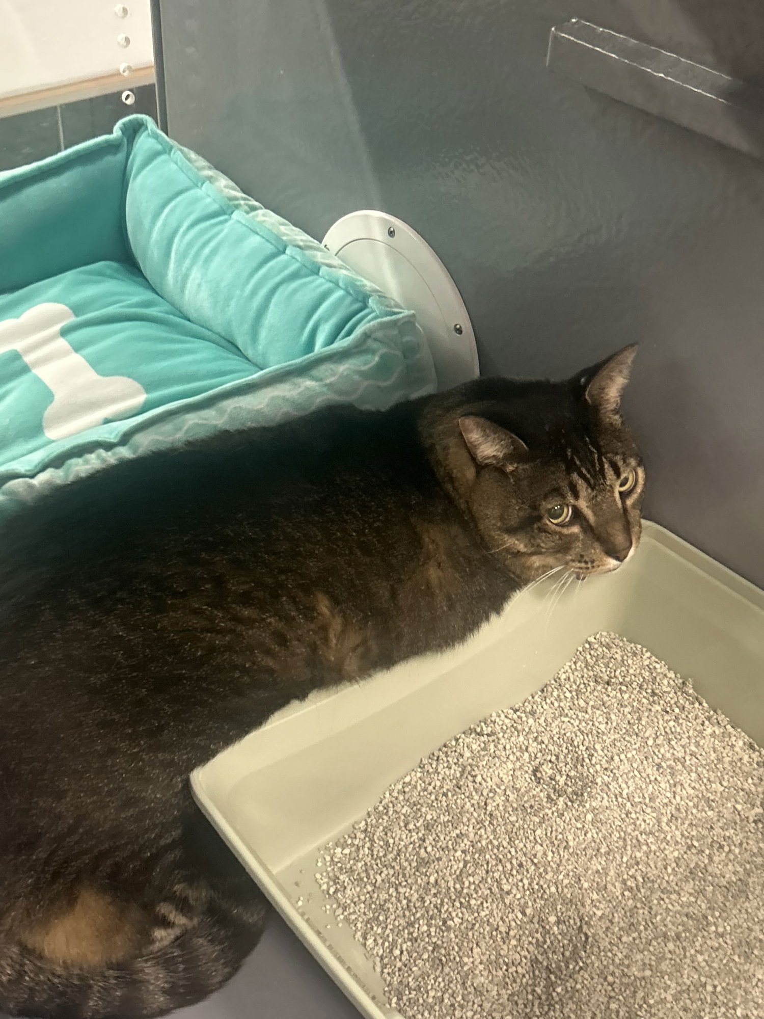 TOM AND JERRY - American Shorthair available for adoption