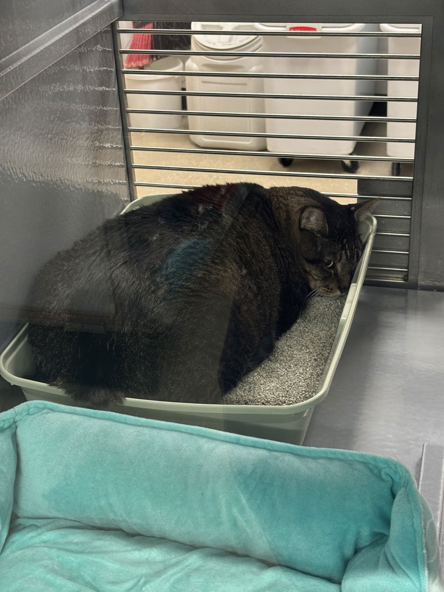 Tom and Jerry - Photo 4