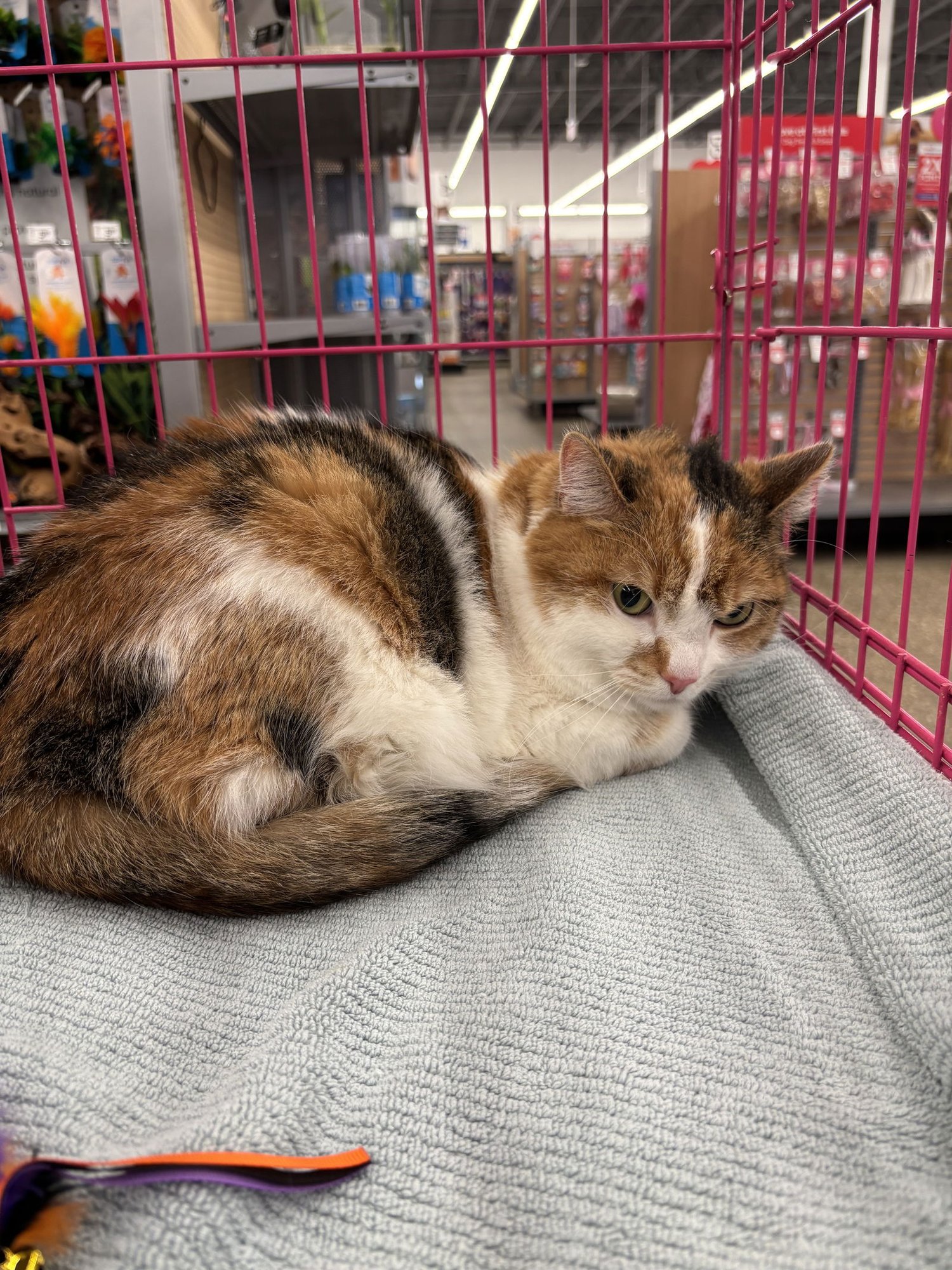 DAISY - Domestic Medium Hair available for adoption