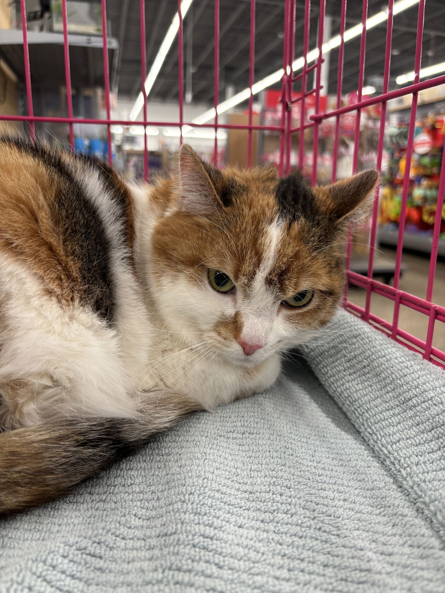 DAISY - Domestic Medium Hair available for adoption