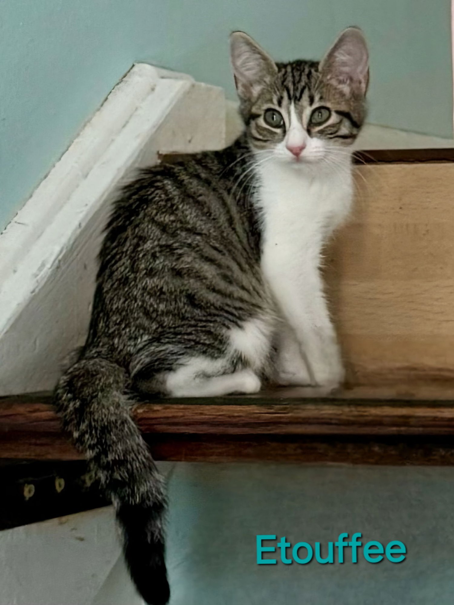 RABBIT - Domestic Short Hair available for adoption