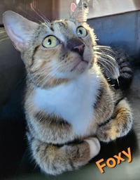 Foxy - Photo 1