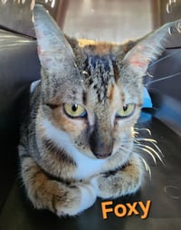 Foxy - Photo 2
