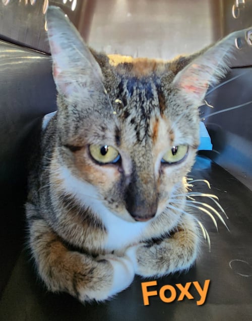 FOXY - Domestic Short Hair available for adoption