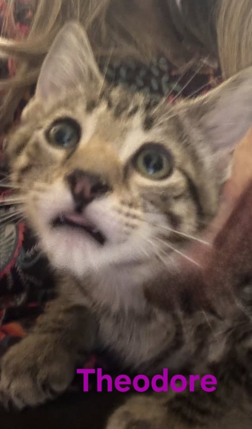 THEODORE - Domestic Short Hair available for adoption