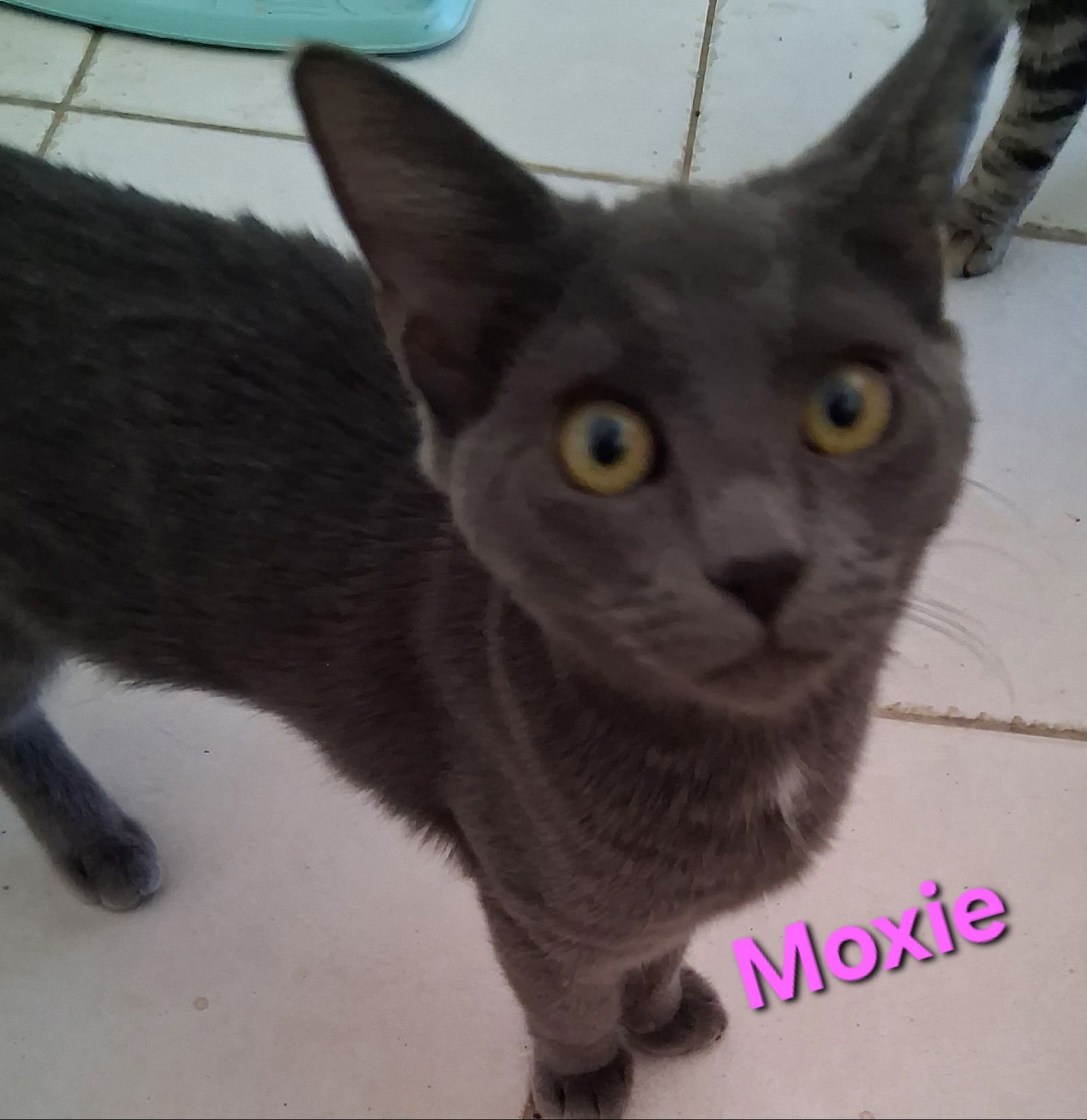 MOXIE - Domestic Short Hair available for adoption