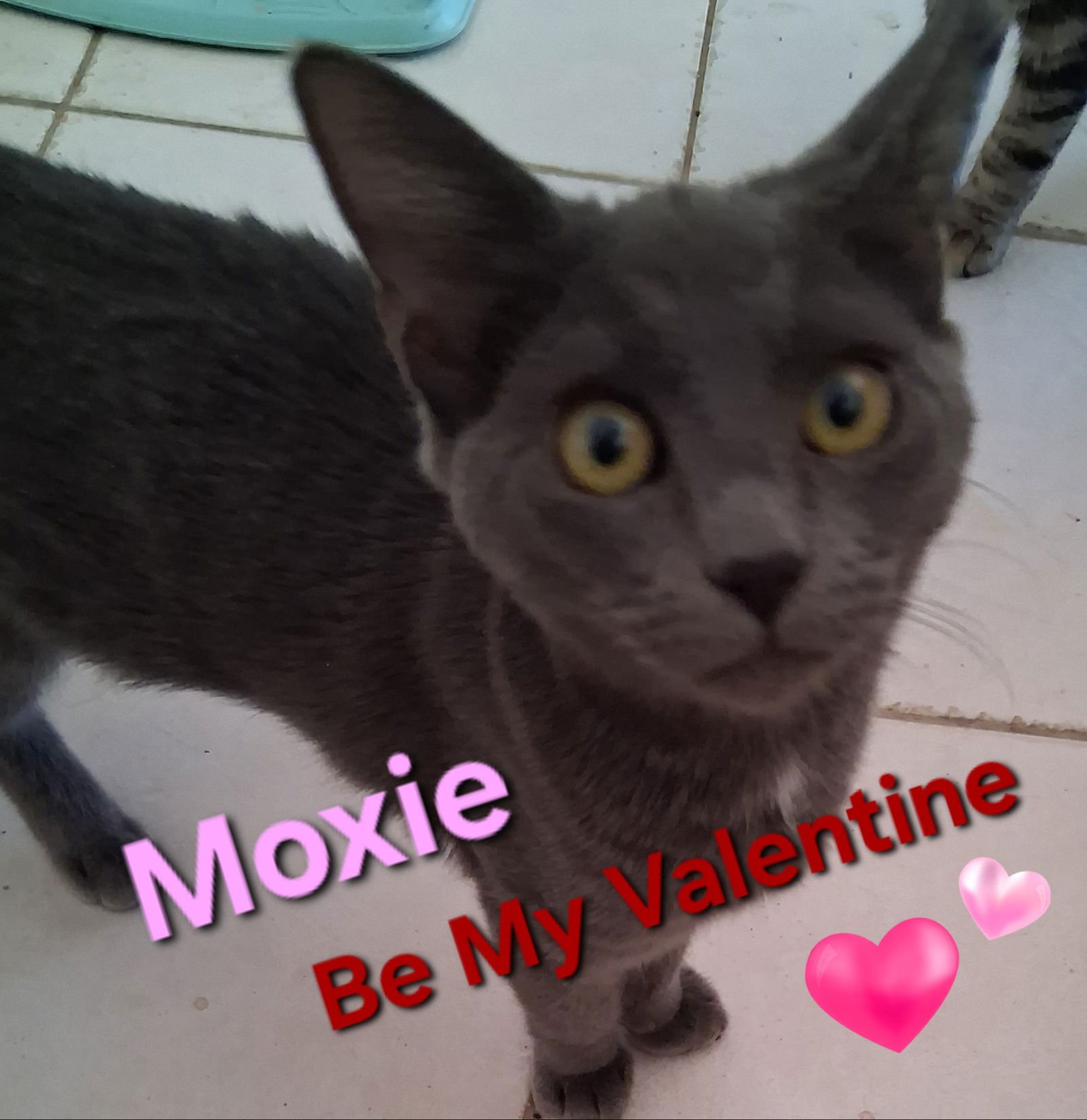 MOXIE - Domestic Short Hair available for adoption