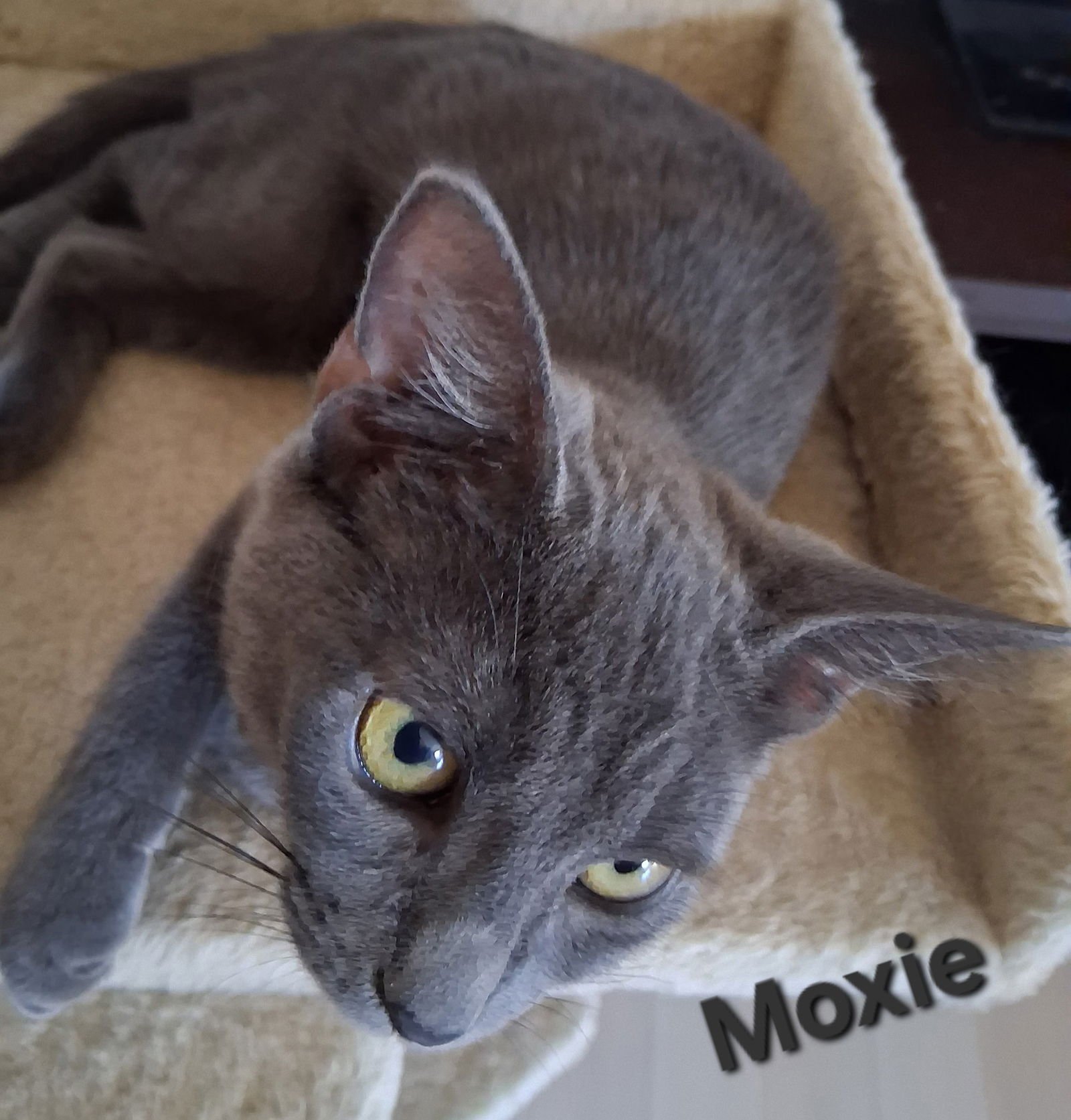 Moxie - Photo 3