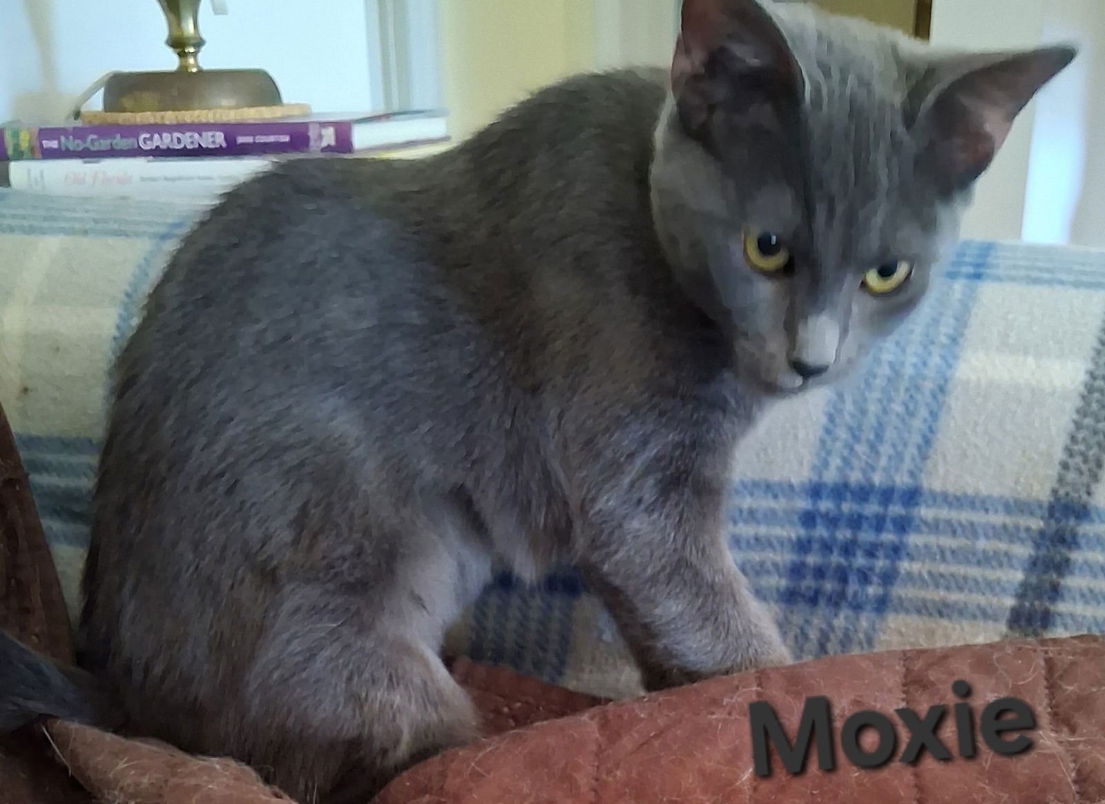 Moxie - Photo 4
