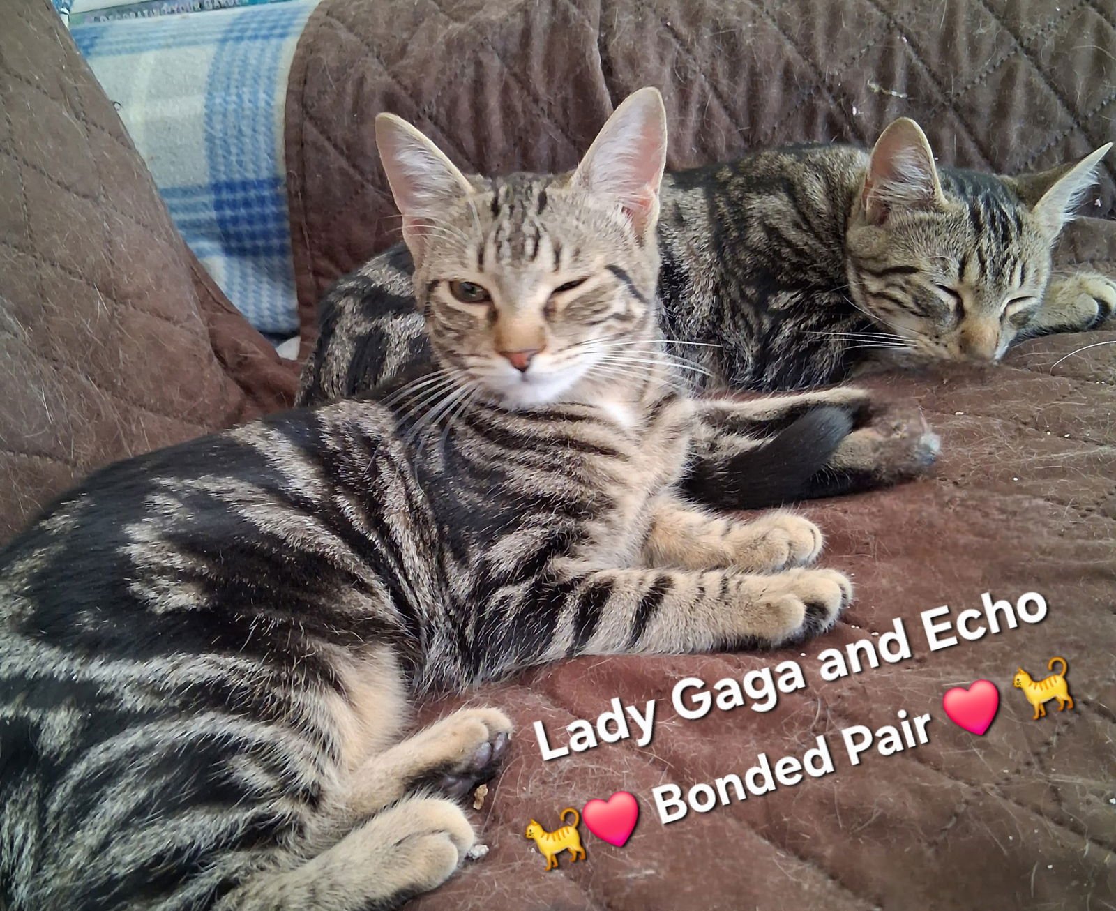 LADY GAGA - Domestic Short Hair available for adoption