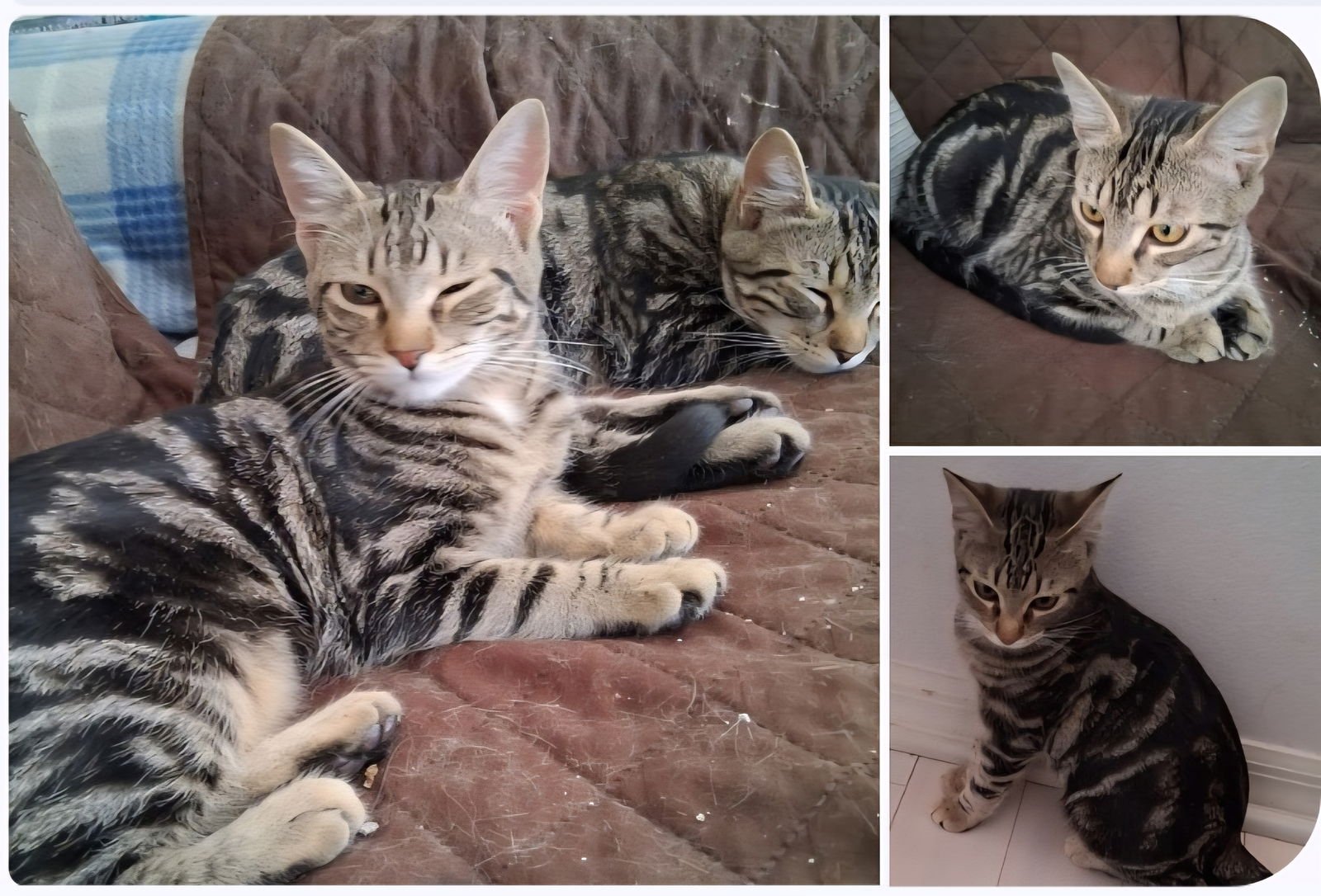 LADY GAGA - Domestic Short Hair available for adoption