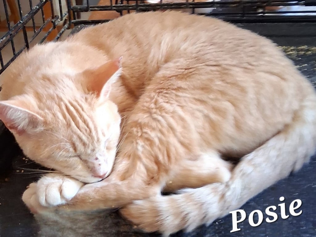 Posie Image