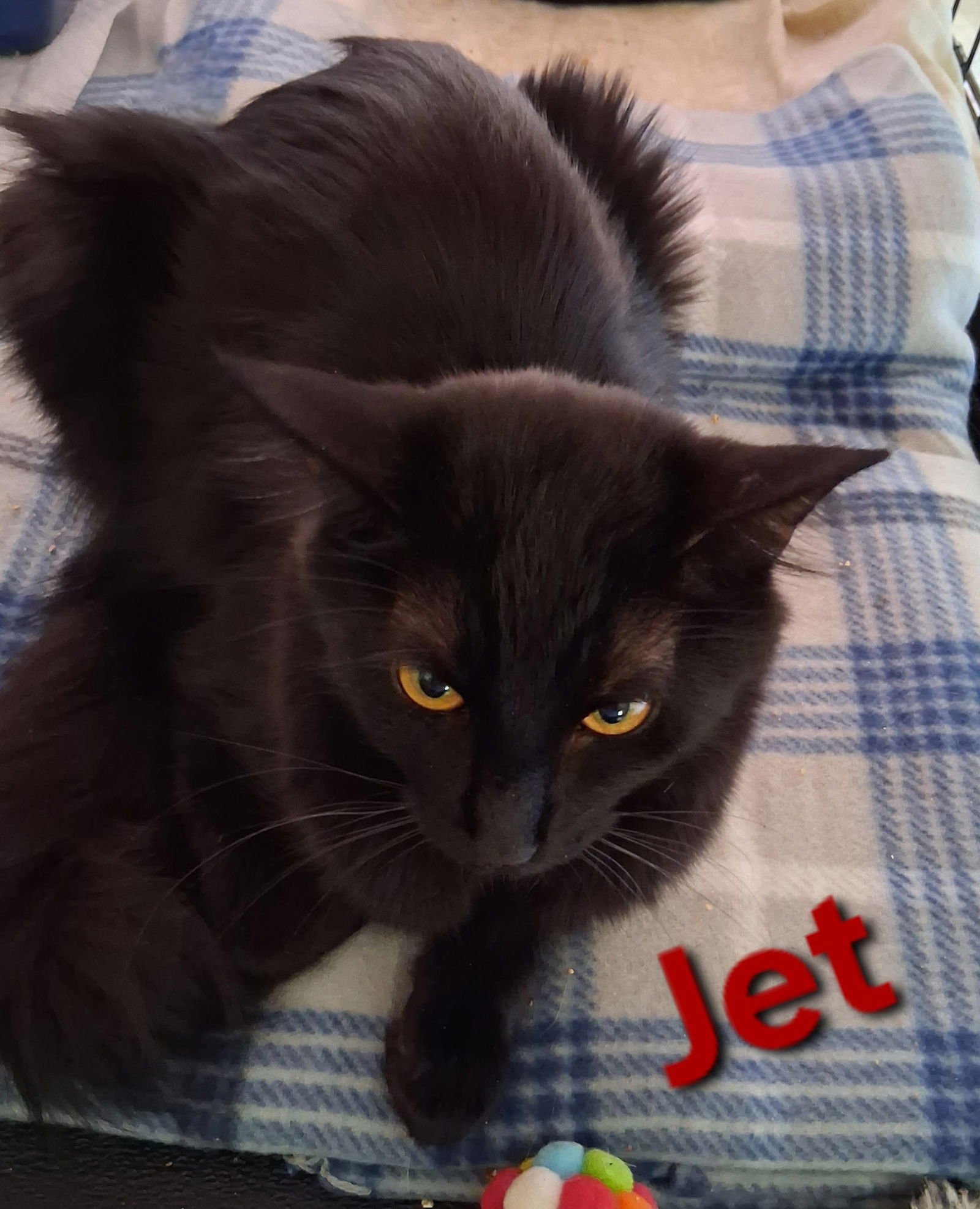 JET - Domestic Medium Hair available for adoption