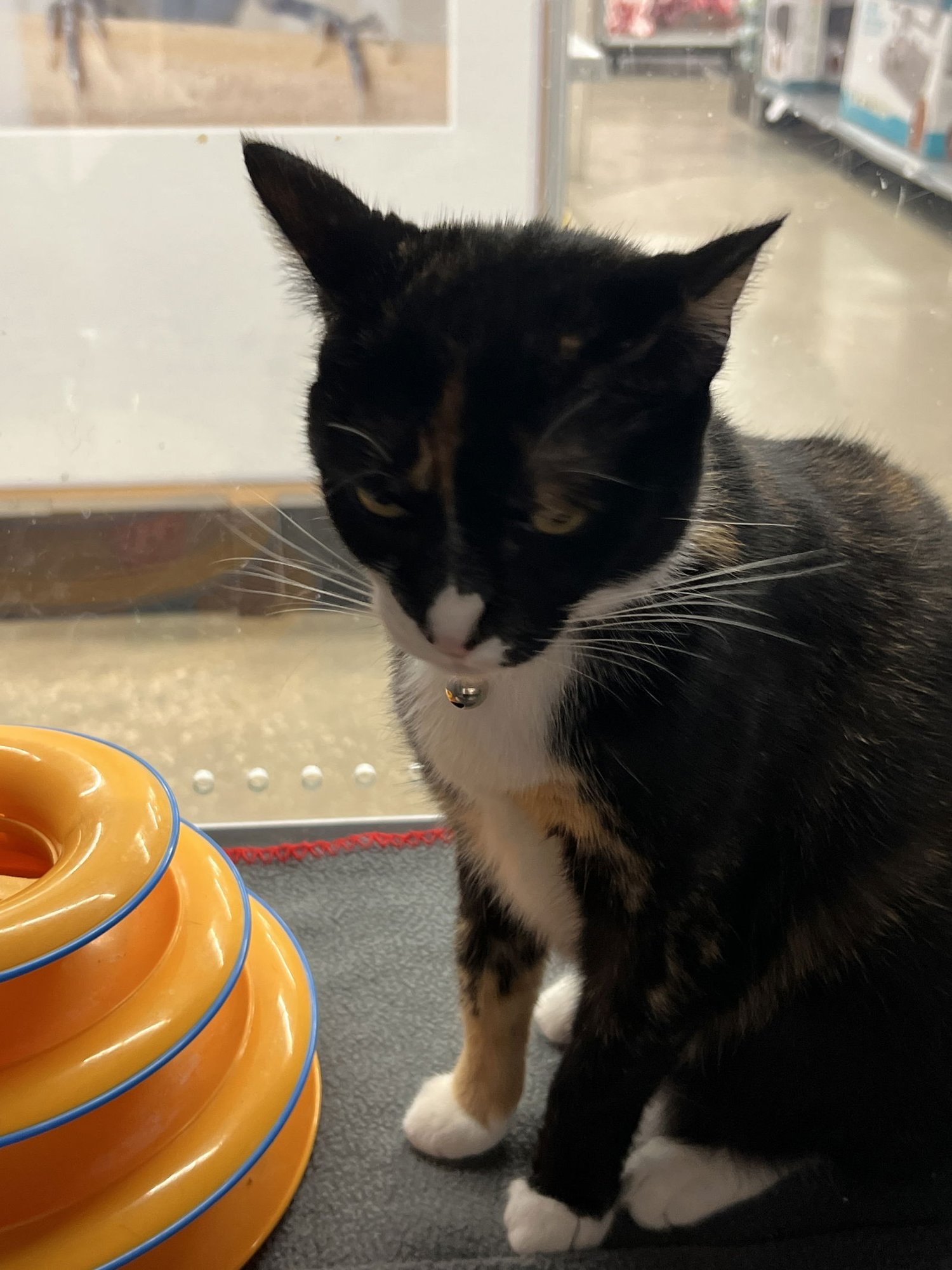 LYCHEE - Domestic Short Hair available for adoption