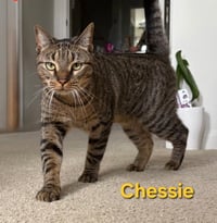 Chessie - Photo 1