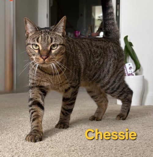 CHESSIE - Domestic Short Hair available for adoption