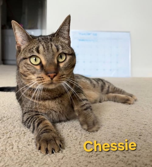 CHESSIE - Domestic Short Hair available for adoption