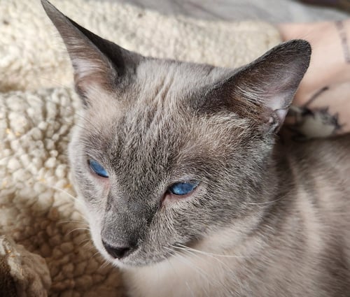 GINO - Siamese / Domestic Short Hair available for adoption