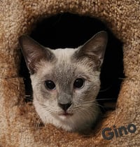 Gino - Photo 7