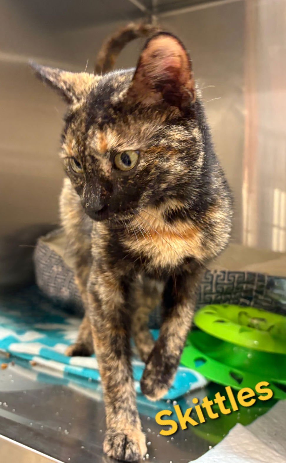 SKITTLES - Domestic Short Hair / Tortoiseshell available for adoption