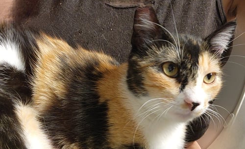 JOVI - Domestic Short Hair available for adoption