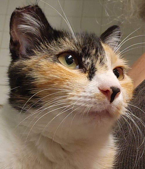 JOVI - Domestic Short Hair available for adoption