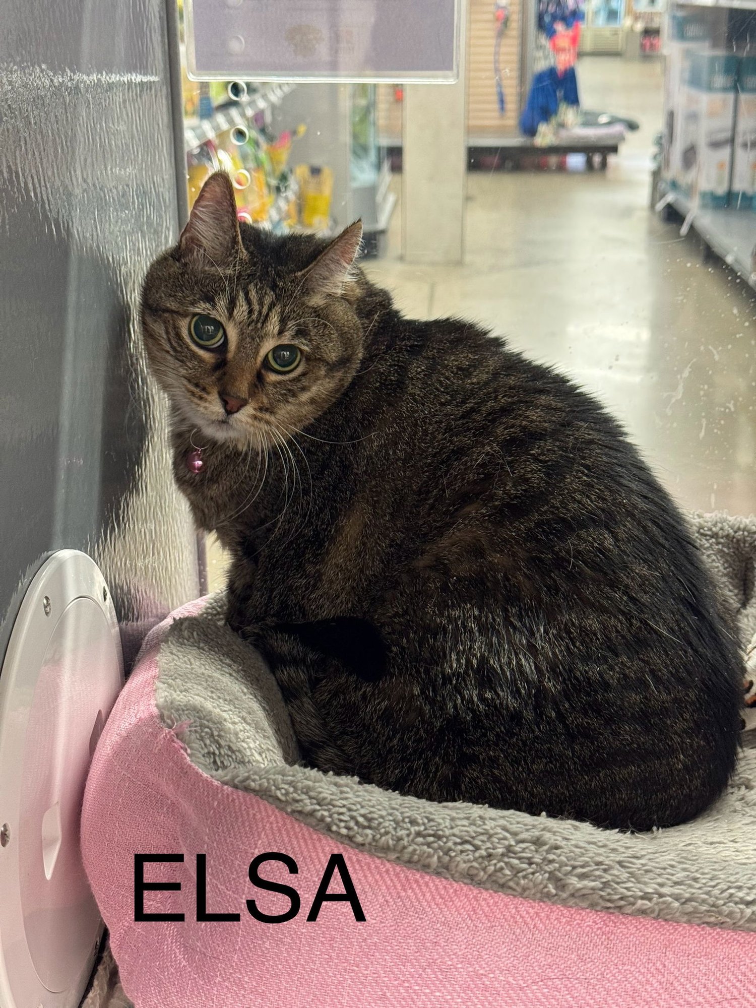 ANNA & ELSA (BONDED SISTERS)