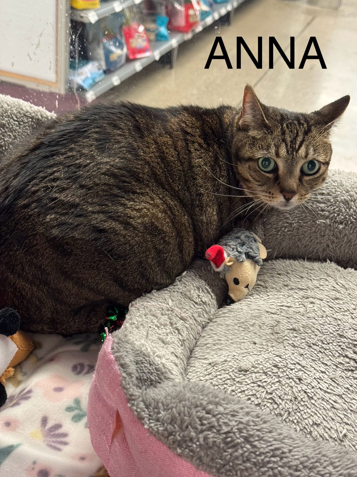 ANNA & ELSA (BONDED SISTERS) - Domestic Short Hair available for adoption