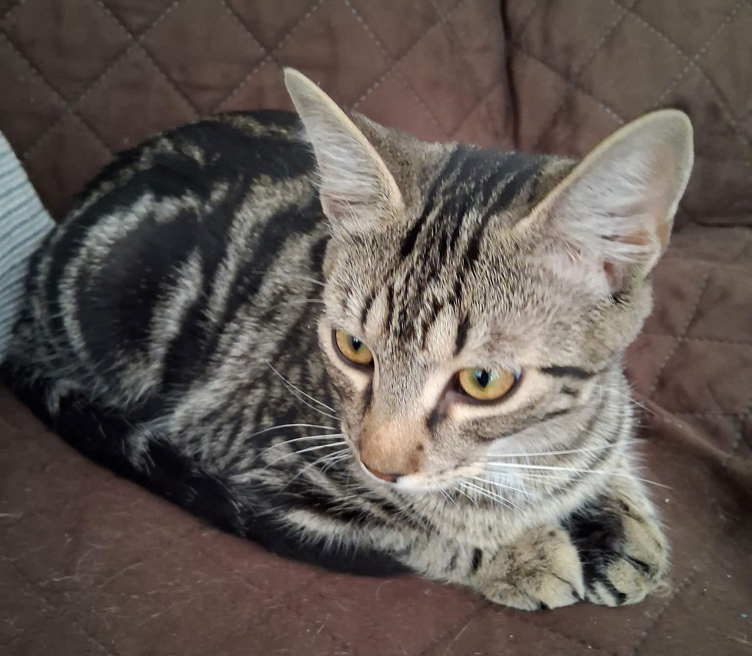 ECHO - Domestic Short Hair available for adoption