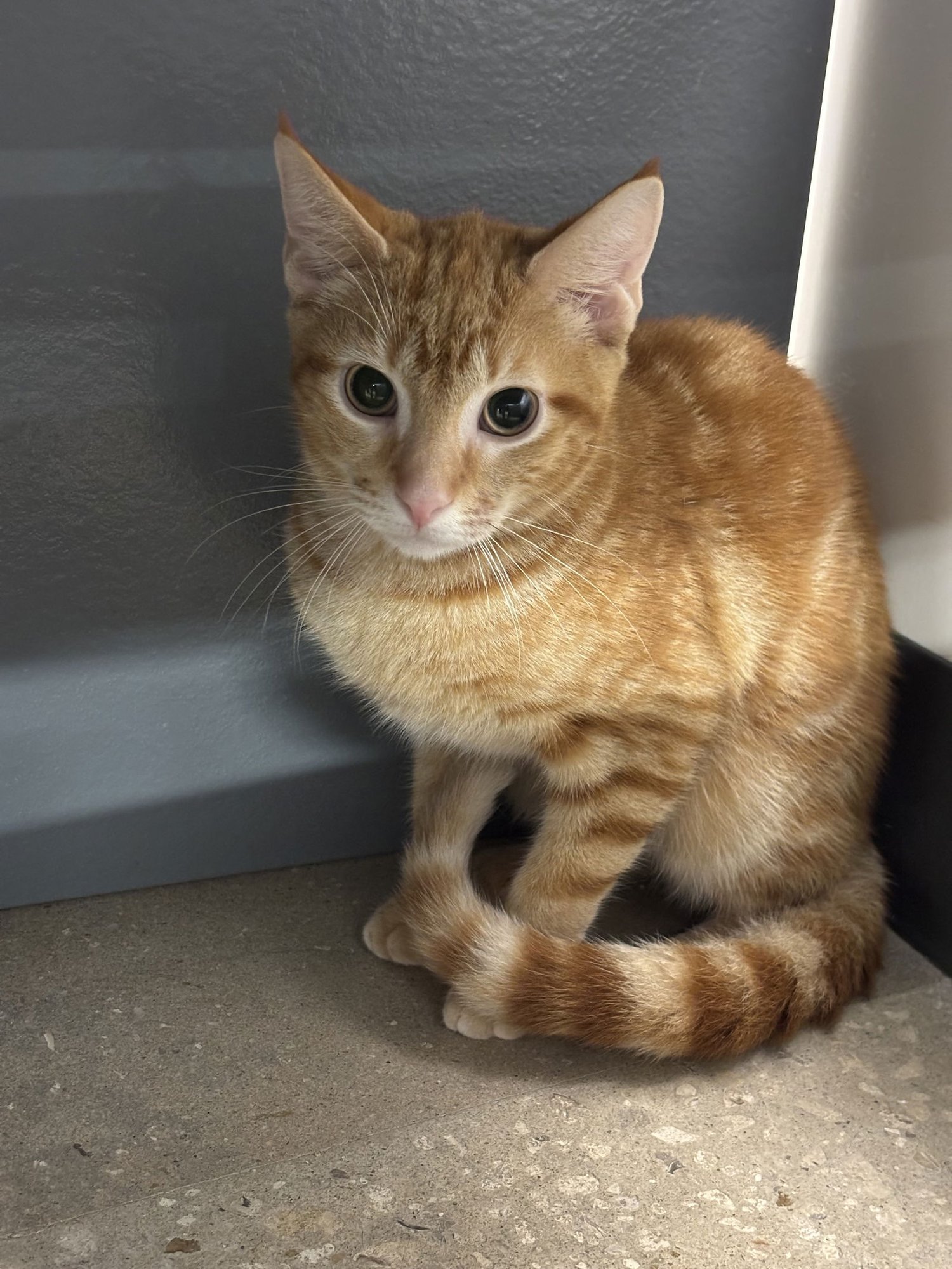 PHOENIX - Domestic Short Hair available for adoption