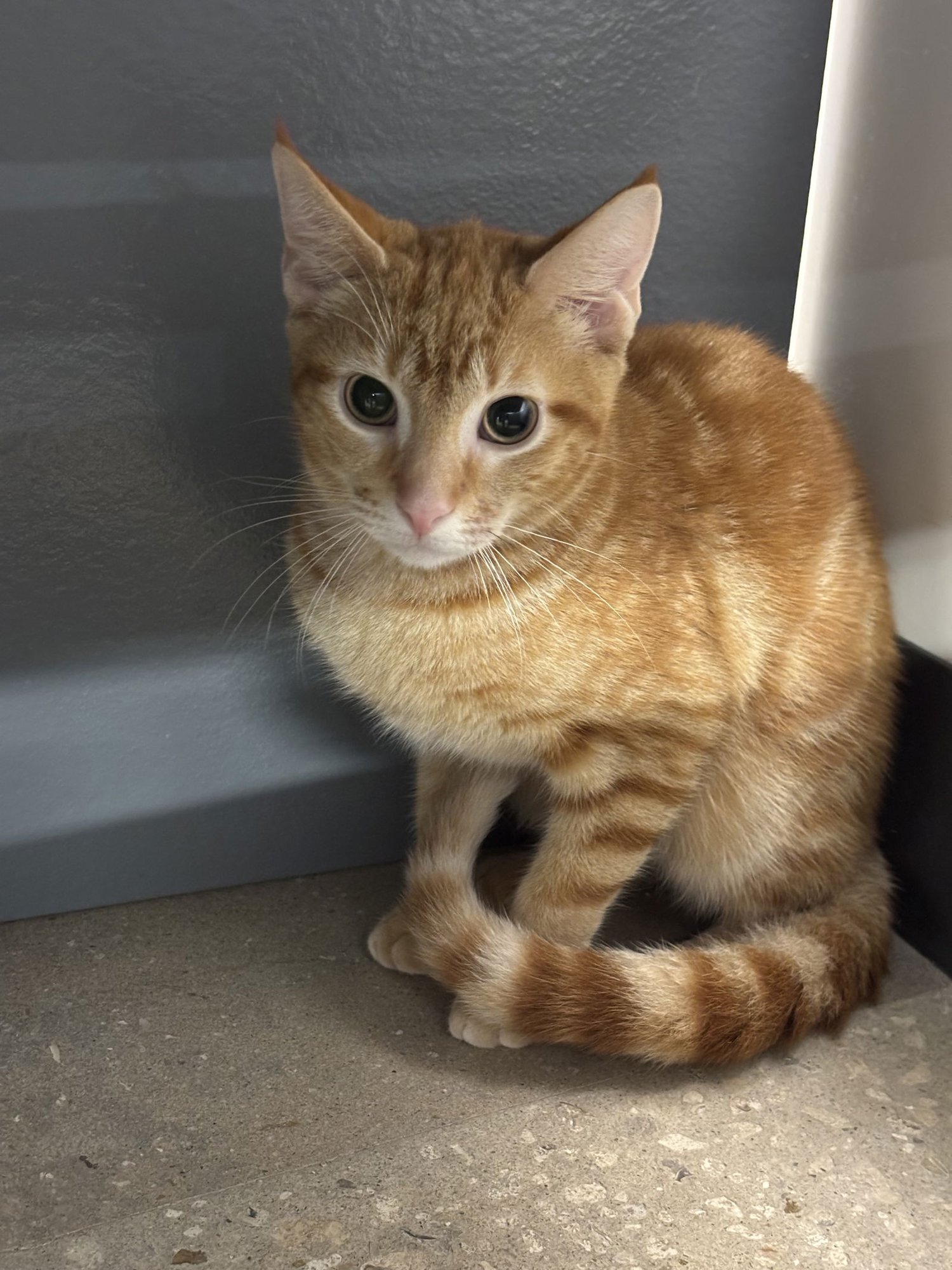 PHOENIX - Domestic Short Hair available for adoption