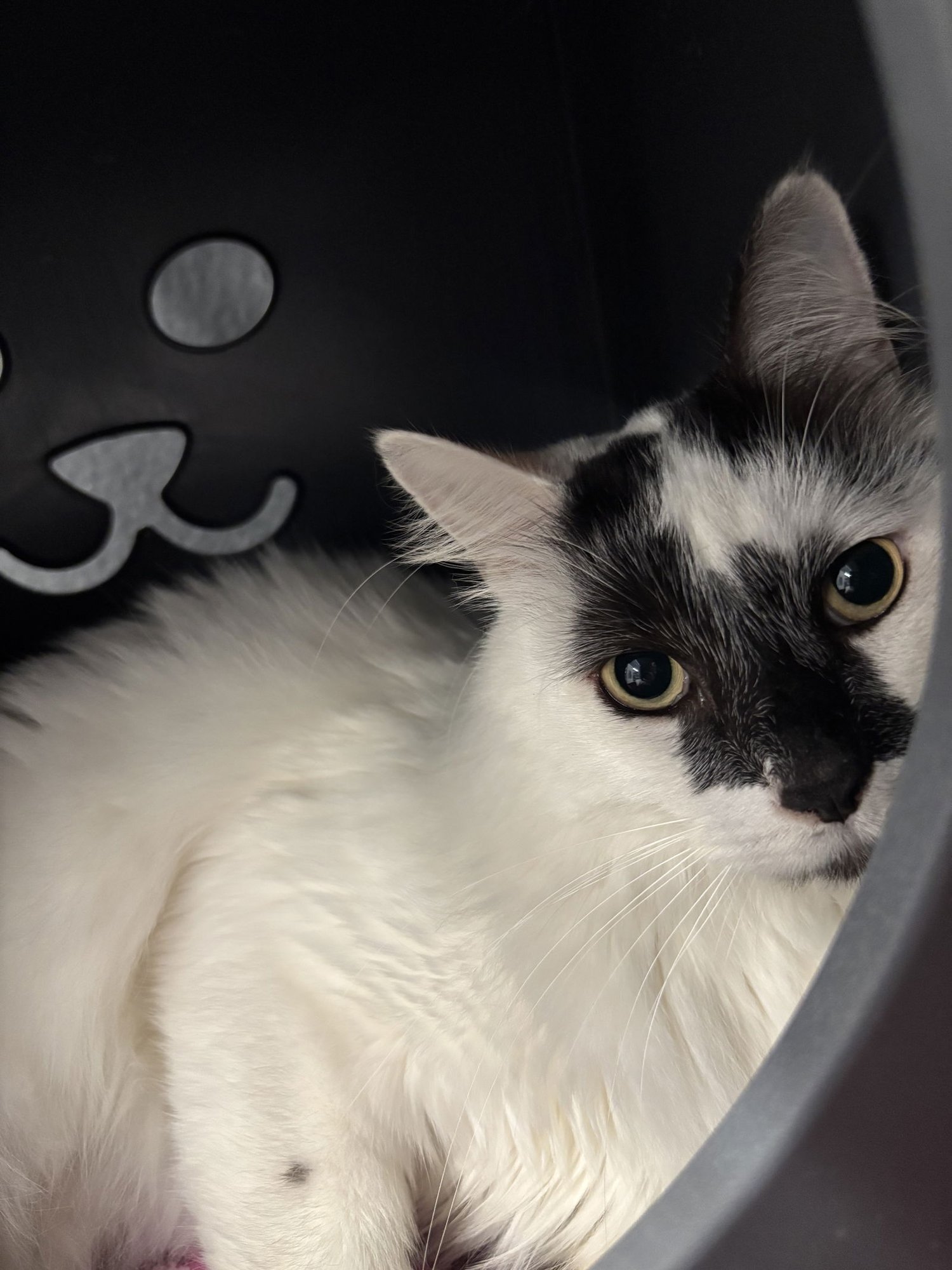 RYLO - Turkish Van available for adoption