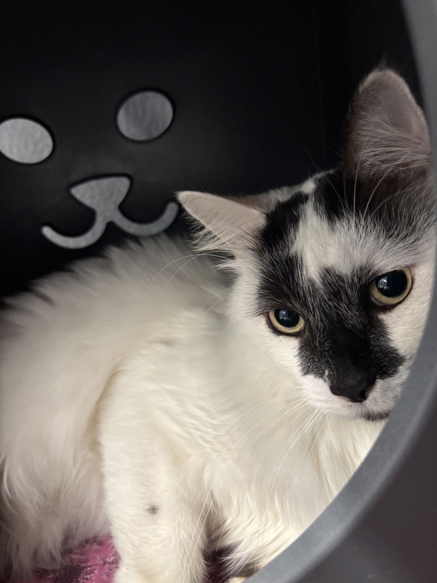 RYLO - Turkish Van available for adoption