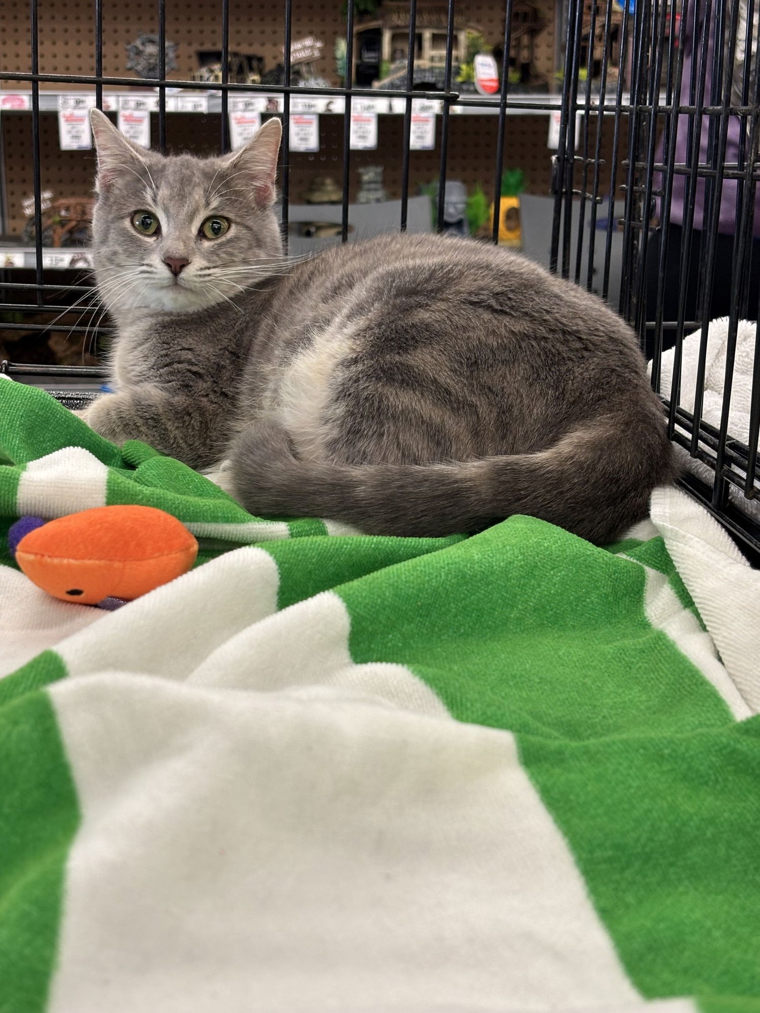 JULIA - Domestic Medium Hair available for adoption