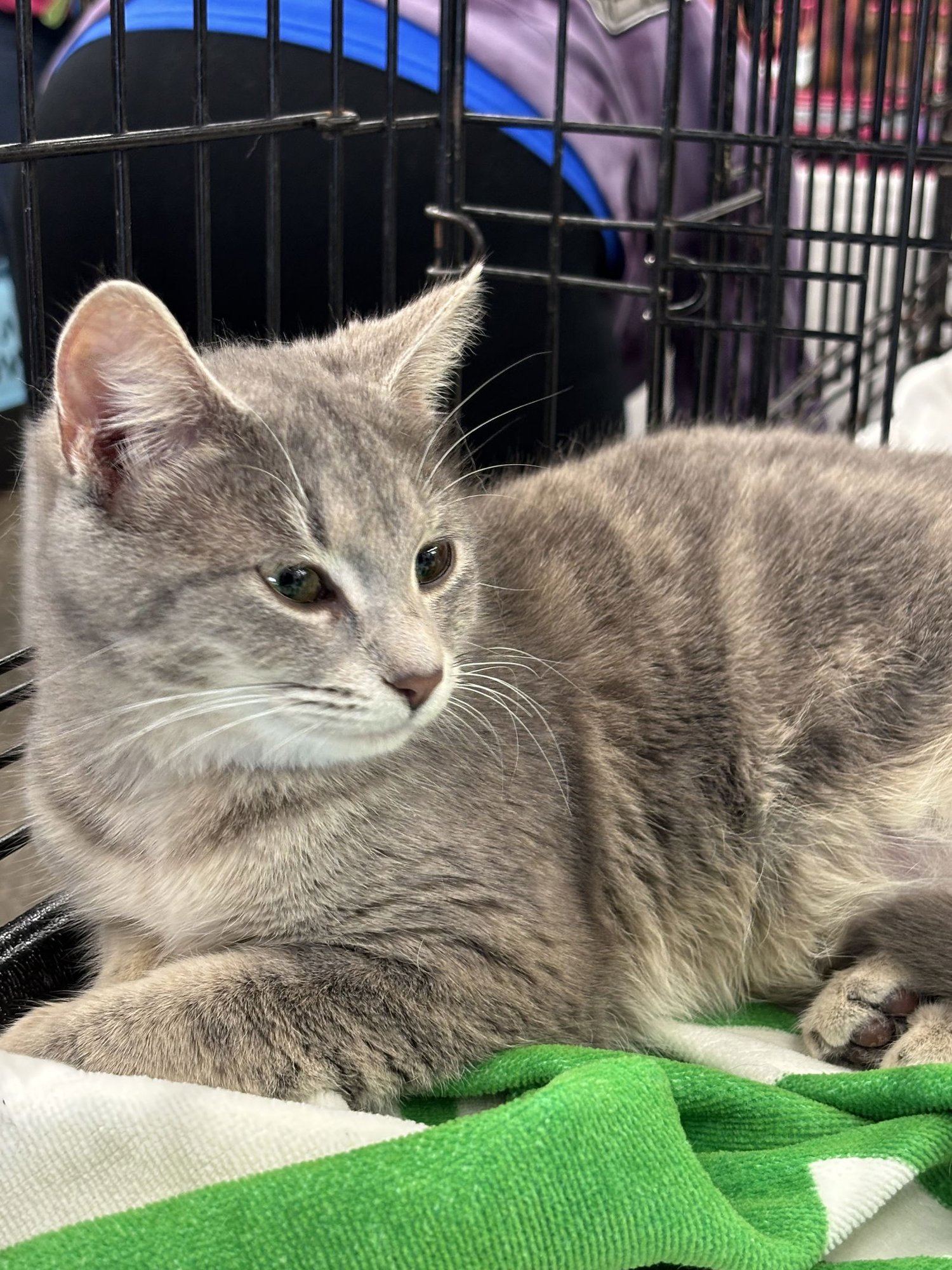 JULIA - Domestic Medium Hair available for adoption