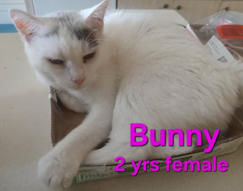 SOFIA - Domestic Short Hair available for adoption