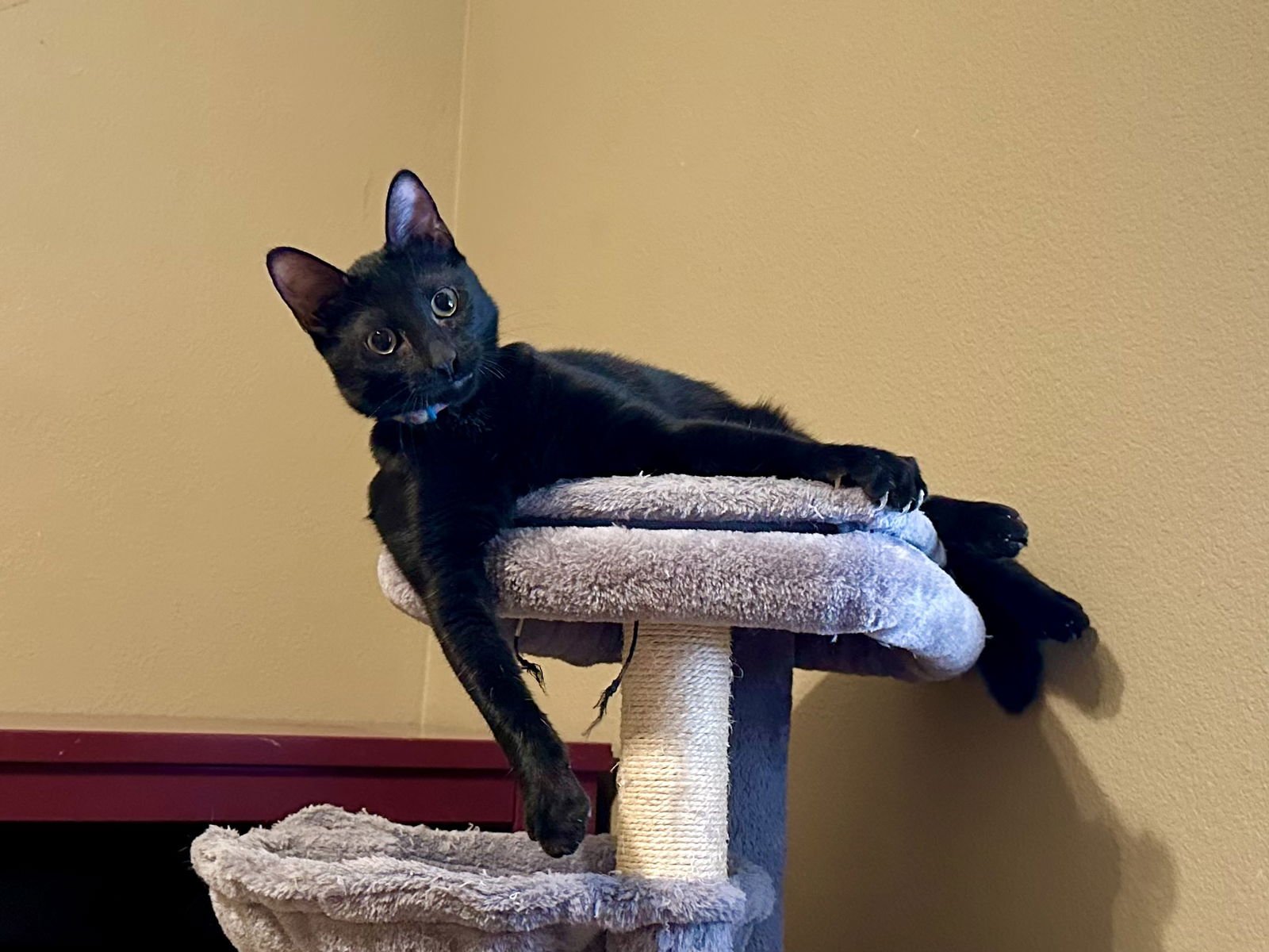 JJ - Domestic Short Hair available for adoption