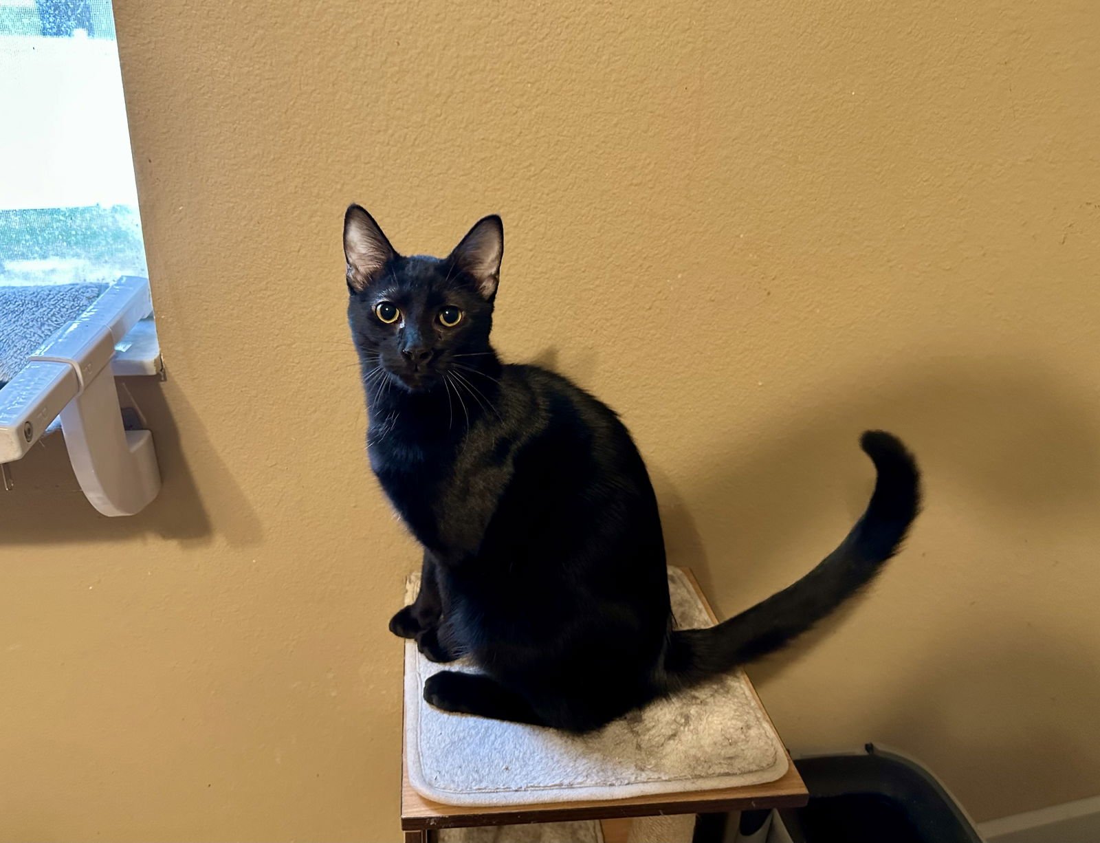 CICI - Domestic Short Hair available for adoption