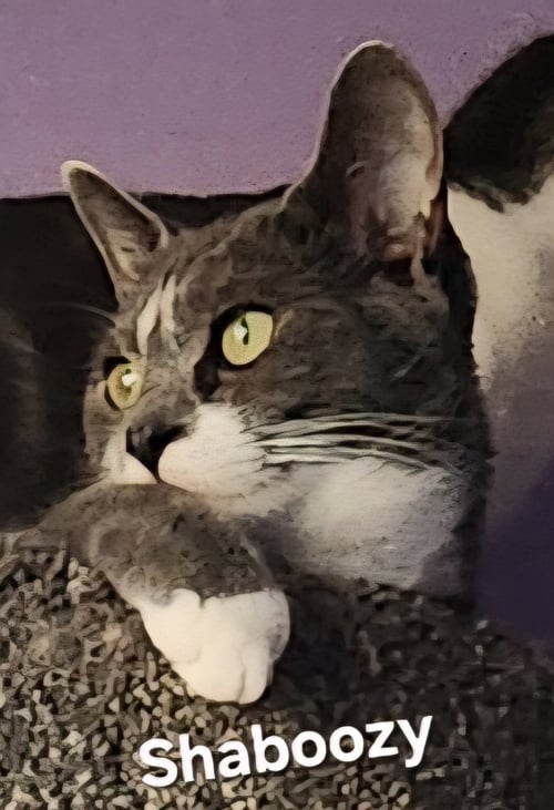 SHABOOZY - Domestic Short Hair available for adoption
